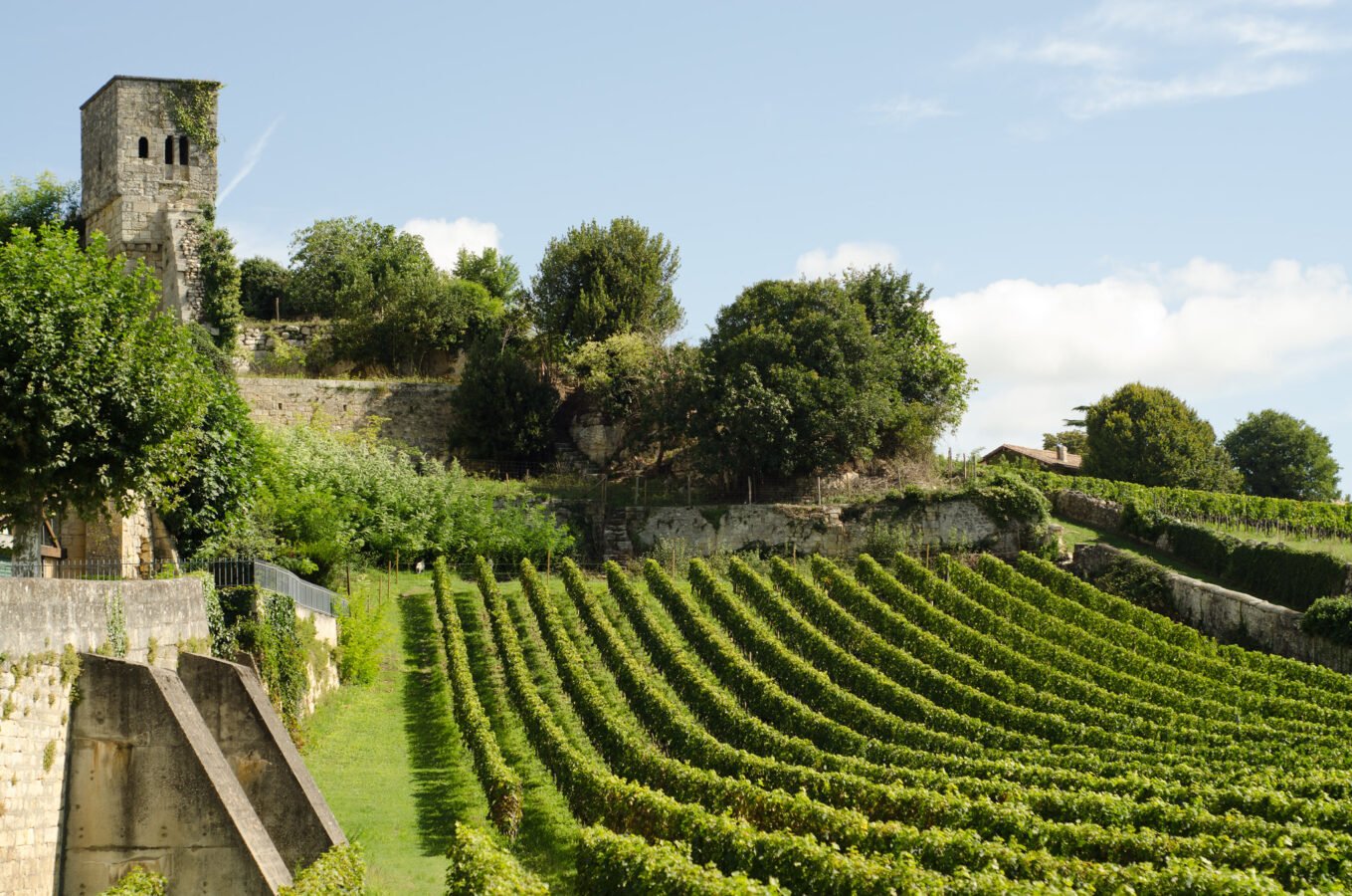 saint emilion vineyard